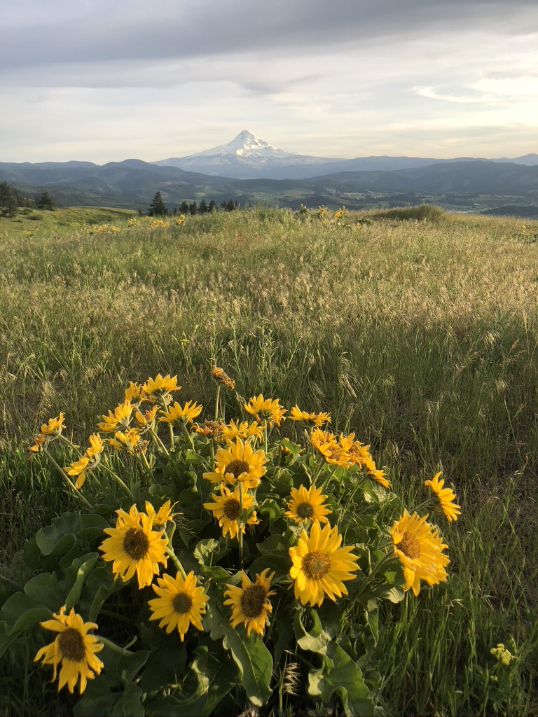 Whoopdee Trail with Mt. Hood in the background